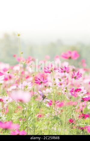 Fiori COSMOS in natura, sfondo dolce Foto Stock