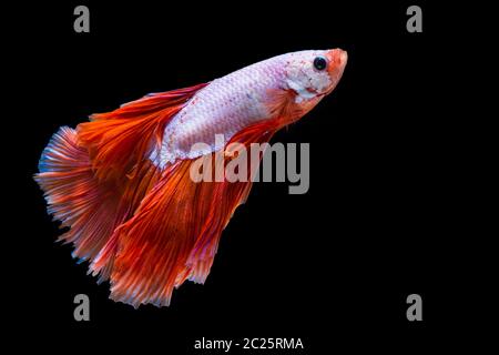 Pesce di betta rosa e rosso, pesce da combattimento siamese Foto Stock