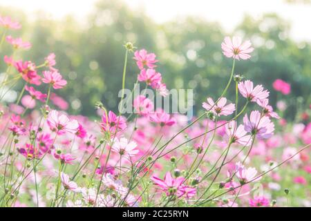 Fiori COSMOS in natura, sfondo dolce Foto Stock