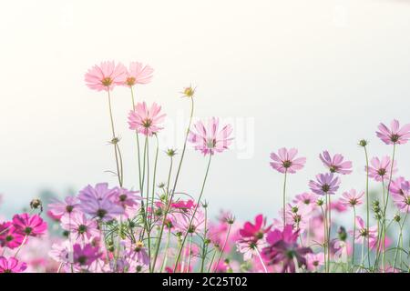 Fiori COSMOS in natura, sfondo dolce Foto Stock