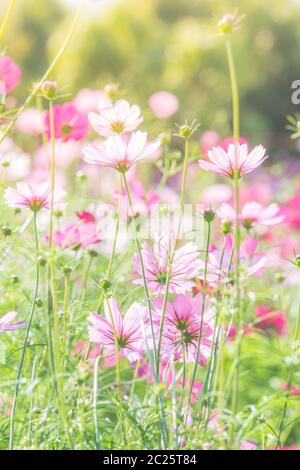 Fiori COSMOS in natura, sfondo dolce Foto Stock