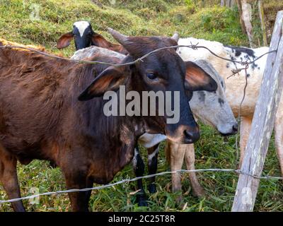 Buoi giovani che vivono liberi nel campo - bestiame bovino Foto Stock