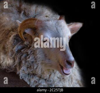 La pecora sorridente felice si trova comodamente a terra. Foto Stock