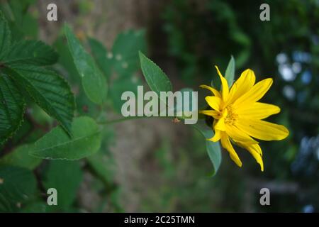 Coneflower Foto Stock