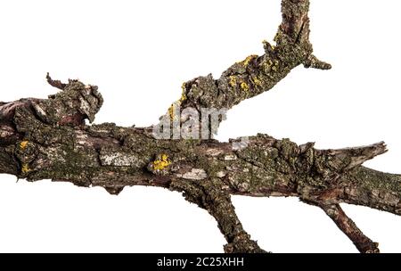 Parte di un ramo secco di un morto pear tree. isolato su bianco Foto Stock