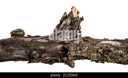 Parte di un ramo secco di un morto pear tree. isolato su bianco Foto Stock