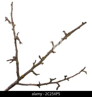 Parte di un ramo secco di un morto pear tree. isolato su bianco Foto Stock