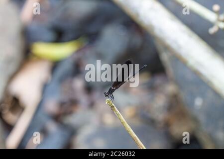 Bella libellula nero appoggiato su un ramo in foresta Foto Stock
