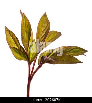 I germogli giovani peonia fiori isolati su bianco Foto Stock