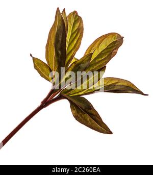 I germogli giovani peonia fiori isolati su bianco Foto Stock
