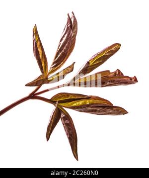 I germogli giovani peonia fiori isolati su bianco Foto Stock