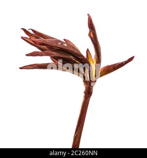 I germogli giovani peonia fiori isolati su bianco Foto Stock