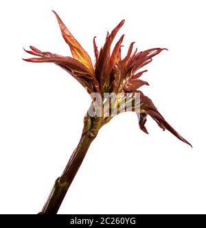 I germogli giovani peonia fiori isolati su bianco Foto Stock