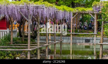 Fiori di glicine fioriti al Festival di Wisteria del Santuario di Kameido Tenjin, Tokyo, Giappone Foto Stock