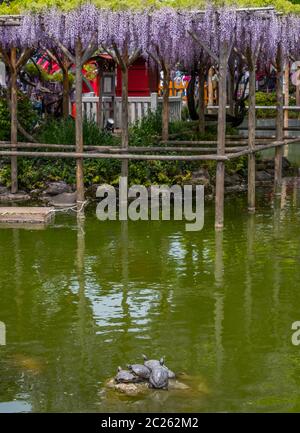 Fiori di glicine fioriti al Festival di Wisteria del Santuario di Kameido Tenjin, Tokyo, Giappone Foto Stock