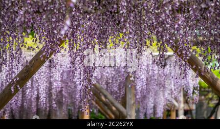 Fiori di glicine fioriti al Festival di Wisteria del Santuario di Kameido Tenjin, Tokyo, Giappone Foto Stock