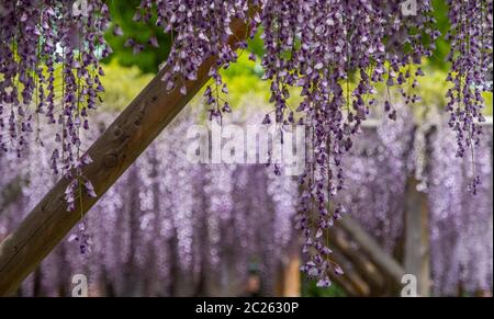 Fiori di glicine fioriti al Festival di Wisteria del Santuario di Kameido Tenjin, Tokyo, Giappone Foto Stock