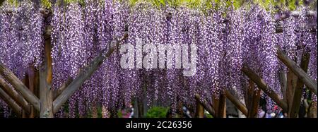 Fiori di glicine fioriti al Festival di Wisteria del Santuario di Kameido Tenjin, Tokyo, Giappone Foto Stock