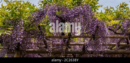 Fiori di glicine fioriti al Festival di Wisteria del Santuario di Kameido Tenjin, Tokyo, Giappone Foto Stock