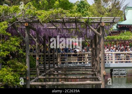 Fiori di glicine fioriti al Festival di Wisteria del Santuario di Kameido Tenjin, Tokyo, Giappone Foto Stock