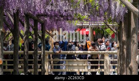 Fiori di glicine fioriti al Festival di Wisteria del Santuario di Kameido Tenjin, Tokyo, Giappone Foto Stock