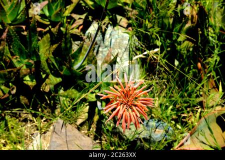 Aloe mudenensis fiorente, un succulente sempreverde della famiglia Asphodelaceae; gruppo di fiori rosso-arancio con sommità rotonda in una giornata luminosa e soleggiata. Foto Stock