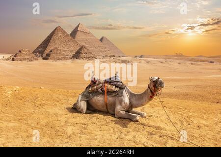 Carino il cammello di fronte le piramidi egiziane, Giza deserto. Foto Stock