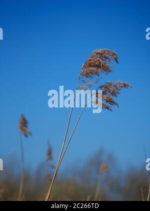 Due alte canne che soffiano in una leggera brezza su uno sfondo blu chiaro del cielo Foto Stock