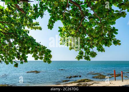 Ombrello albero alla spiaggia di sabbia di mare tropicale. La vacanza estiva in spiaggia. I rami di alberi e foglie verdi al Tropical Paradise beach e sky. Summe Foto Stock