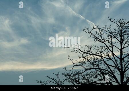 Silhouette albero senza frondosi. Silhouette albero morto su cielo scuro drammatico e sfondo nuvole per paura o morte. Sfondo giorno di Halloween. Senza speranza, disperazione e disprezzo. Sensazione triste e depresso. Foto Stock