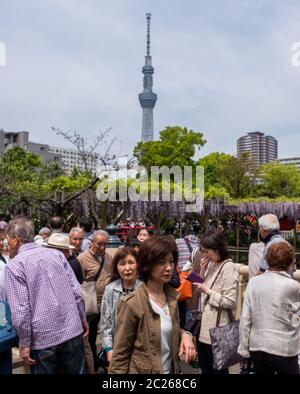 Turista al Festival di Wisteria del Santuario di Kameido Tenjin con Tokyo Skytree sullo sfondo, Giappone. Foto Stock