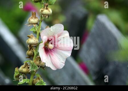 Stockrose Alcea rosea nel giardino della fattoria Foto Stock
