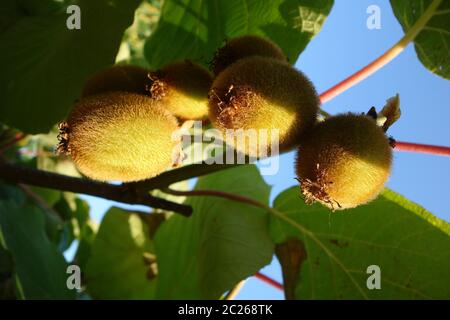 Kiwi Foto Stock