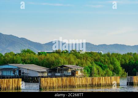 Protezione onda recinzione fatta dal secco bamboo presso la foresta di mangrovie in mare per evitare fenomeni di erosione costiera. Villaggio di Pescatori nella foresta di mangrovie di fronte al m Foto Stock