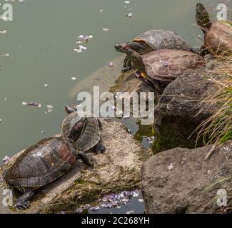 Tartarughe in un tempio stagno, Tokyo, Giappone Foto Stock