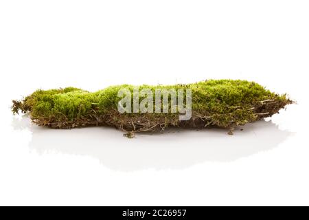 Il muschio verde isolato su bianco bakground. Foto Stock