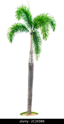 Manila palm, Natale Palm tree ( Veitchia merrillii ) isolato su sfondo bianco con copia spazio. Utilizzato per la pubblicità architettura decorativa. Su Foto Stock