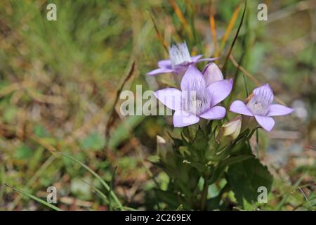 Tedesco Kranzenziano o tedesco Fransenenziano Gentianella germanica Foto Stock