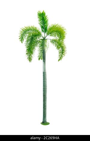 Manila palm, Natale Palm tree ( Veitchia merrillii ) isolati su sfondo bianco. utilizzata per pubblicità architettura decorativa. In estate e in spiaggia c Foto Stock