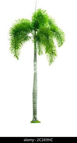 Manila palm, Natale Palm tree ( Veitchia merrillii (Becc.) S.E. Moore ) isolati su sfondo bianco. utilizzata per pubblicità architettura decorativa. Foto Stock