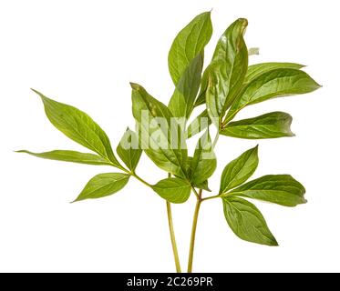 I cavoli verdi di peonia fiori. Isolato su bianco Foto Stock