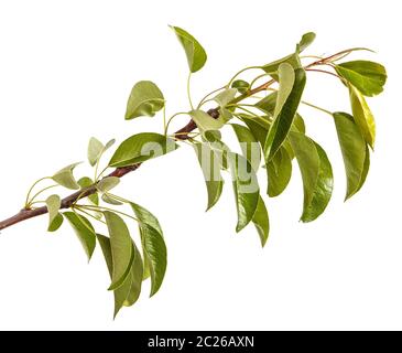 Ramo di pear tree con giovani foglie verdi. Isolato su bianco Foto Stock