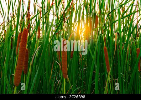 Typha angustifolia campo. Erba verde e fiori di colore marrone. Cattails e luce solare in serata. Impianto le foglie sono piane, molto stretta ed alta. La sta Foto Stock