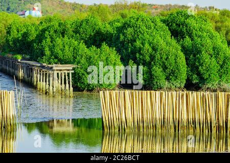 Protezione onda recinzione fatta dal secco bamboo presso la foresta di mangrovie in mare per evitare fenomeni di erosione costiera Foto Stock