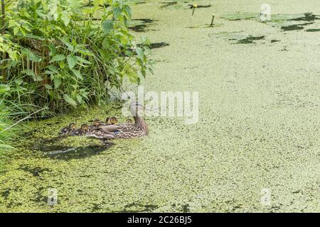 Duck madre nuoto con il neonato anatroccoli in un stagno di verde. La natura e il concetto di famiglia. Foto Stock