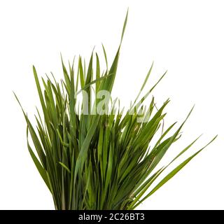 Un mazzetto di erba verde. Isolato su bianco Foto Stock