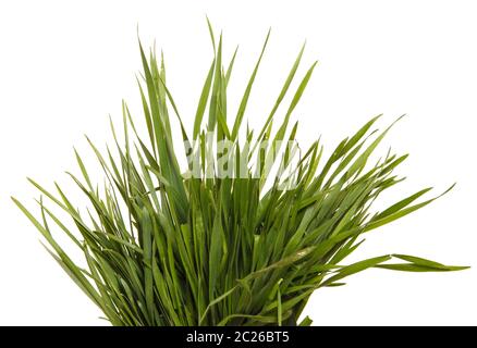 Un mazzetto di erba verde. Isolato su bianco Foto Stock