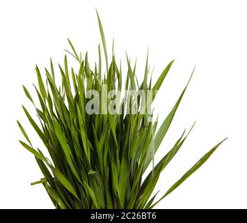 Un mazzetto di erba verde. Isolato su bianco Foto Stock