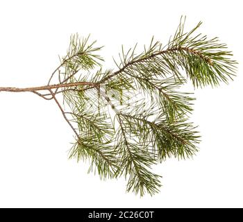 Un ramo di pino verde con giochi. Isolato su bianco Foto Stock