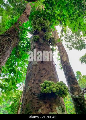 Cluster fig (Ficus racemosa) nella foresta tropicale. Vista dal basso della struttura ad albero verde nella foresta tropicale. Vista dal basso sullo sfondo di un albero con foglie verdi. Tall Foto Stock